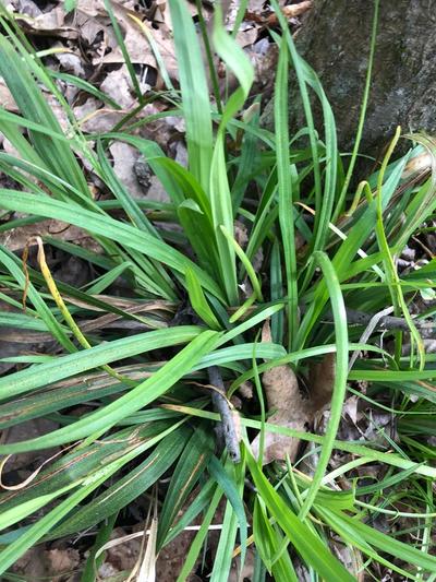 Close-up of Blue Wood Sedge