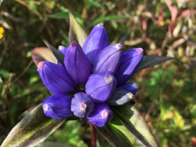 Close-up of Bottle Gentian