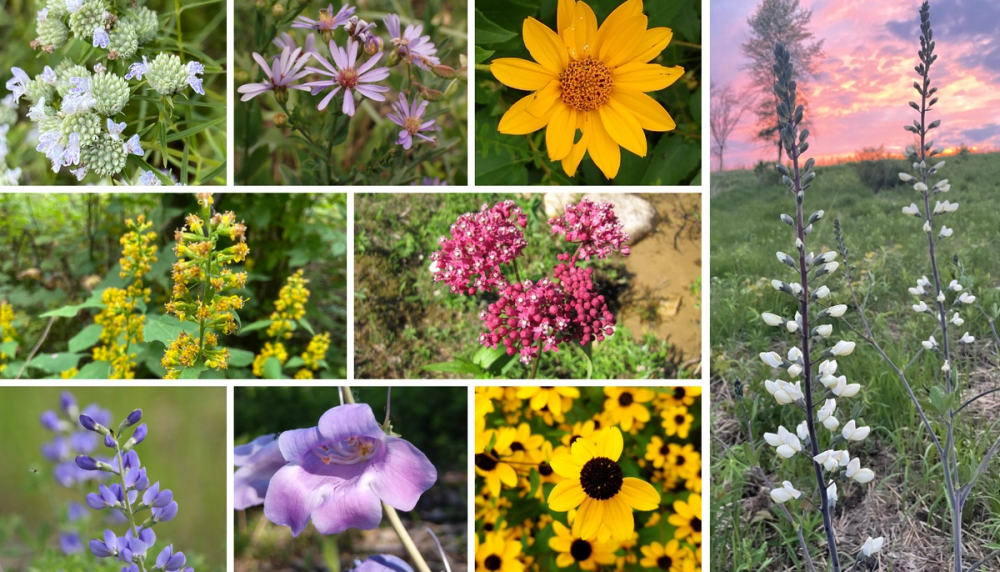 Michigan Native Plants | My Home Park - Curated Native Gardens ...