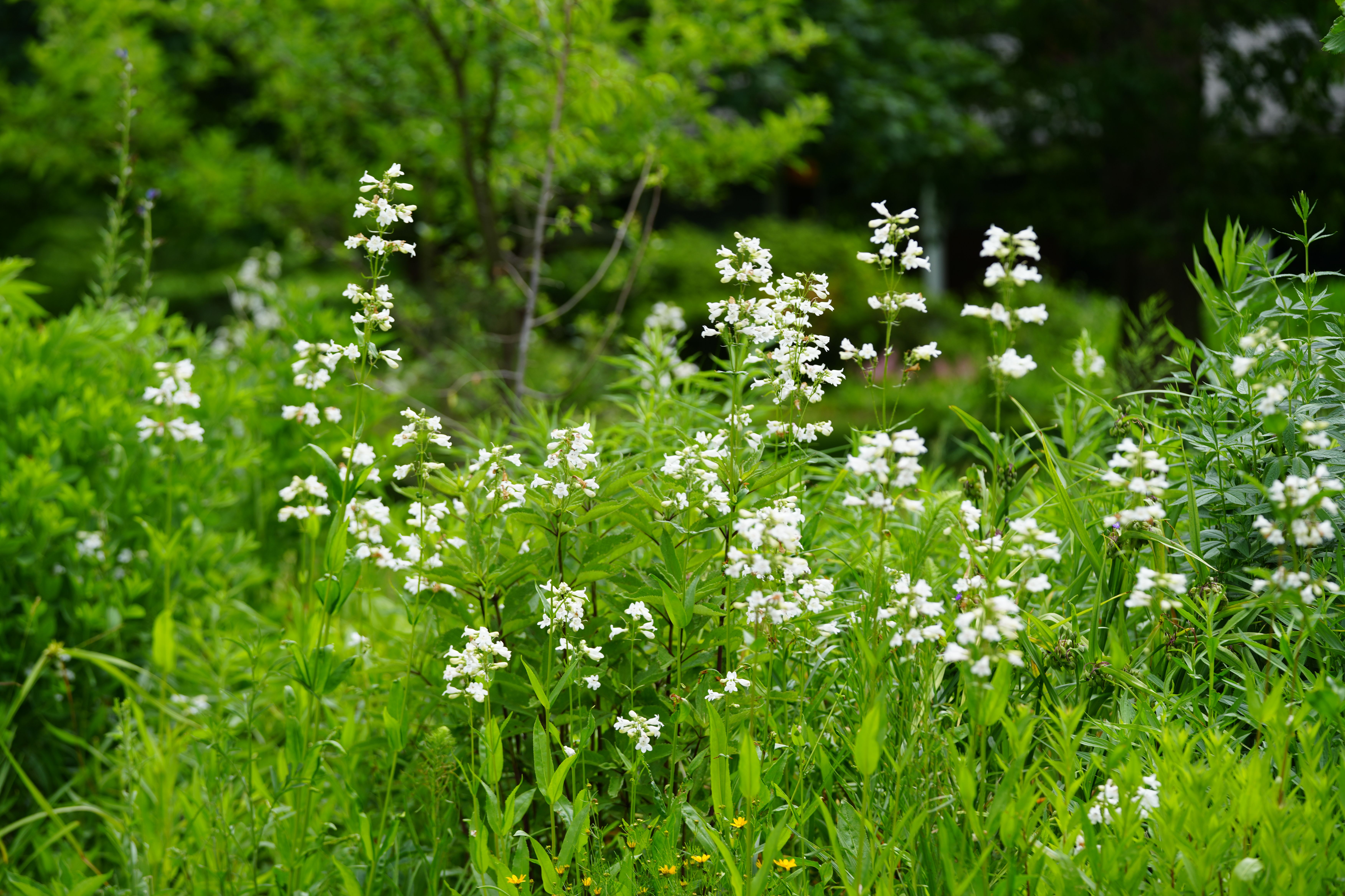 Clusters of white flowers on long green stems. Flowers in garden.