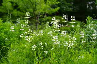 Clusters of white flowers on long green stems. Flowers in garden.