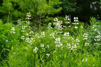 Clusters of white flowers on long green stems. Flowers in garden.