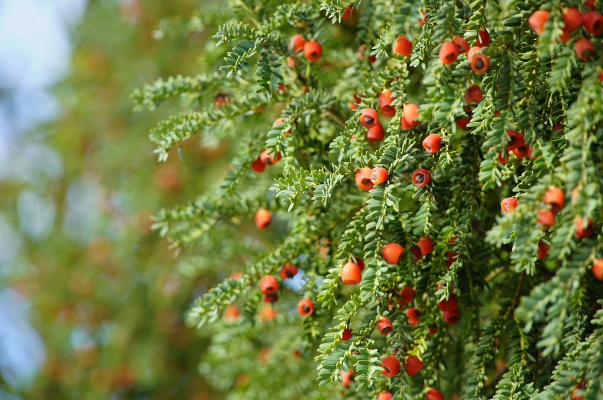 american yew