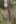 Close-up of Leadplant