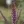 Close-up of Leadplant