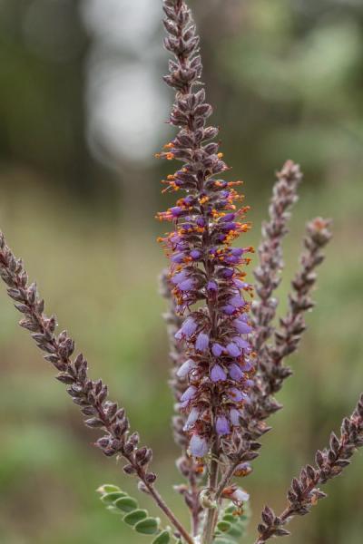 Close-up of Leadplant