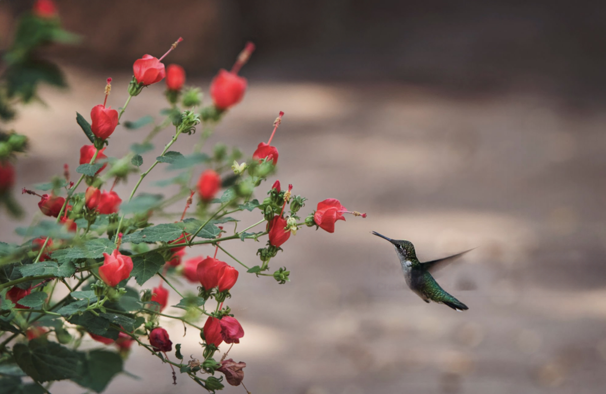 Hummingbird visiting Turk's Cap native plants growing in a partially shaded garden.