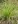 Close-up of Elliott's Lovegrass