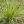 Close-up of Elliott's Lovegrass