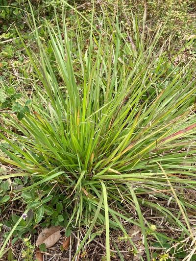 Close-up of Elliott's Lovegrass