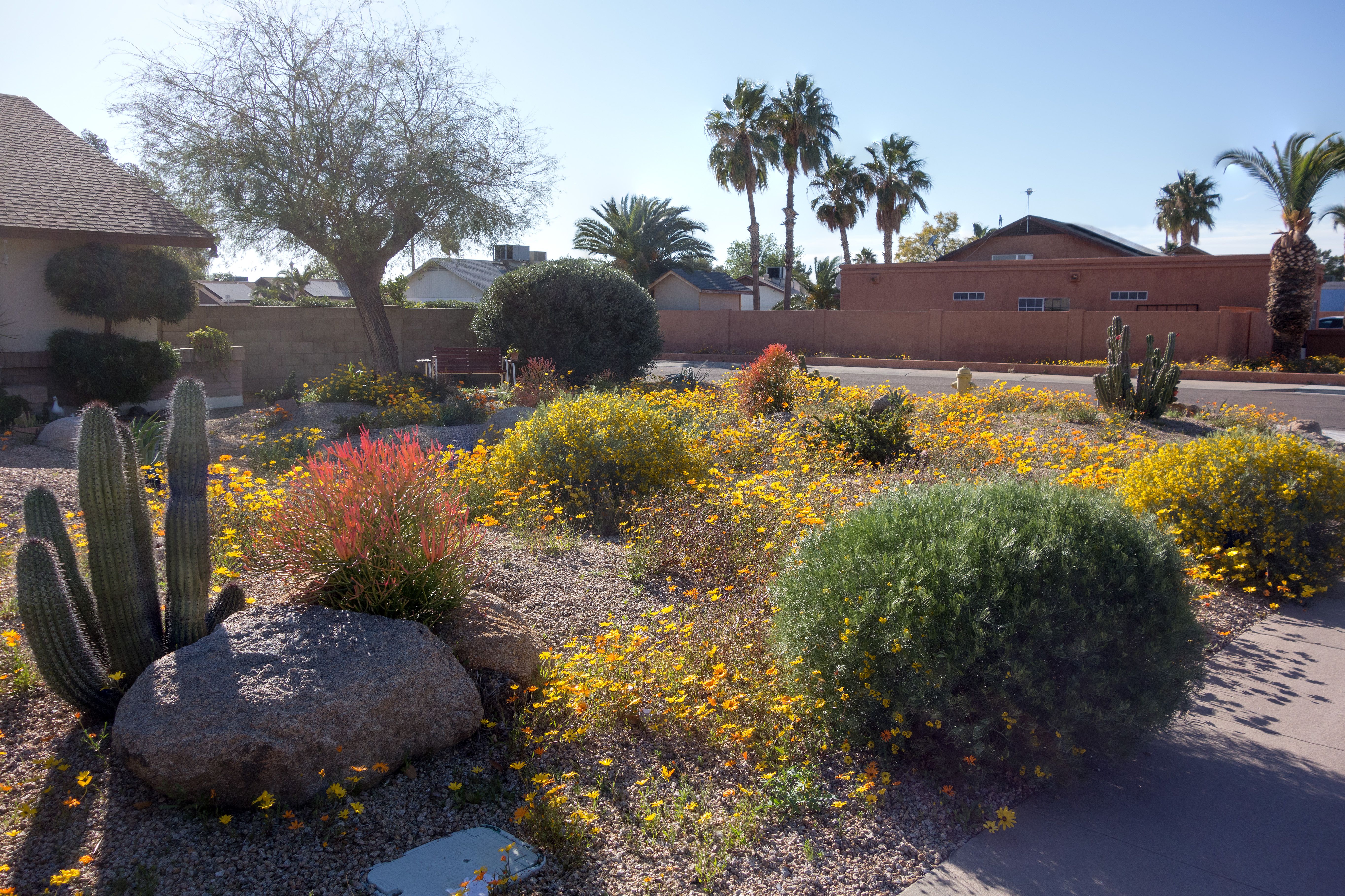Drought tolerant native landscaping in California