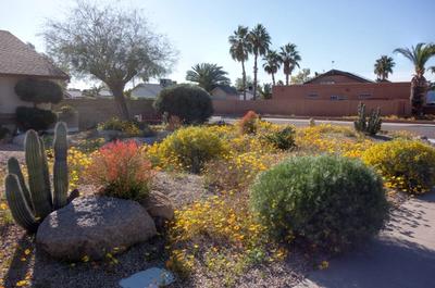 Drought tolerant native landscaping in California