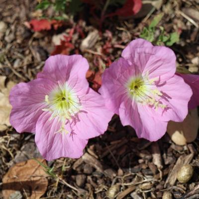 Close-up of Pink Evening Primrose