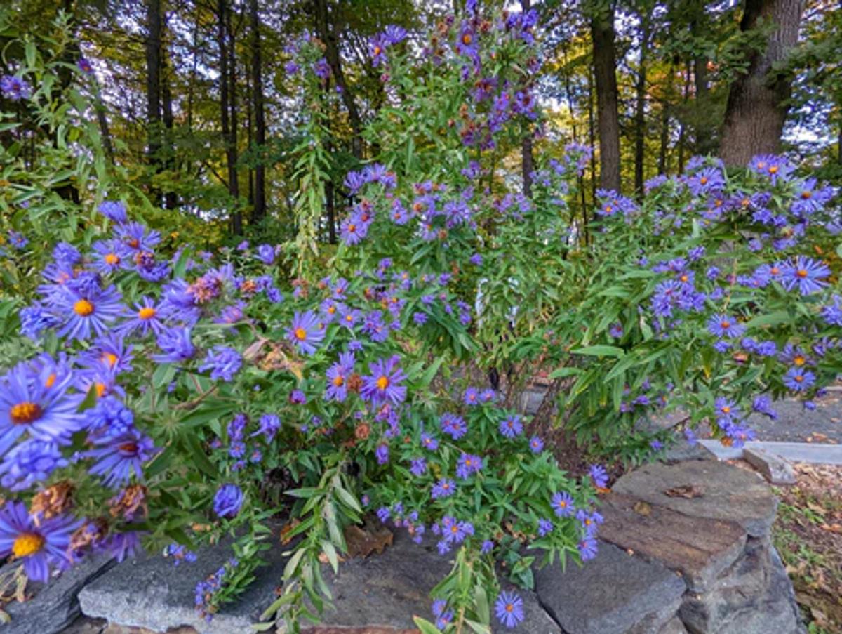 bluish purple flowers