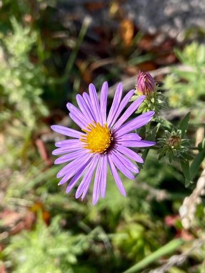 bright purple flower of aromatic aster in full sun
