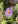Close-up of Aromatic Aster