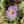 Close-up of Aromatic Aster