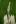 Close-up of Culver's Root