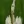 Close-up of Culver's Root