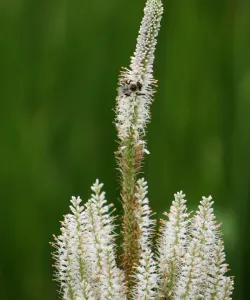 Close-up of Culver's Root