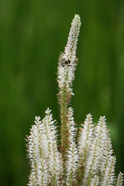 Close-up of Culver's Root