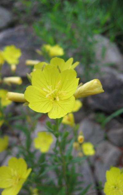 Close-up of Narrowleaf Evening Primrose