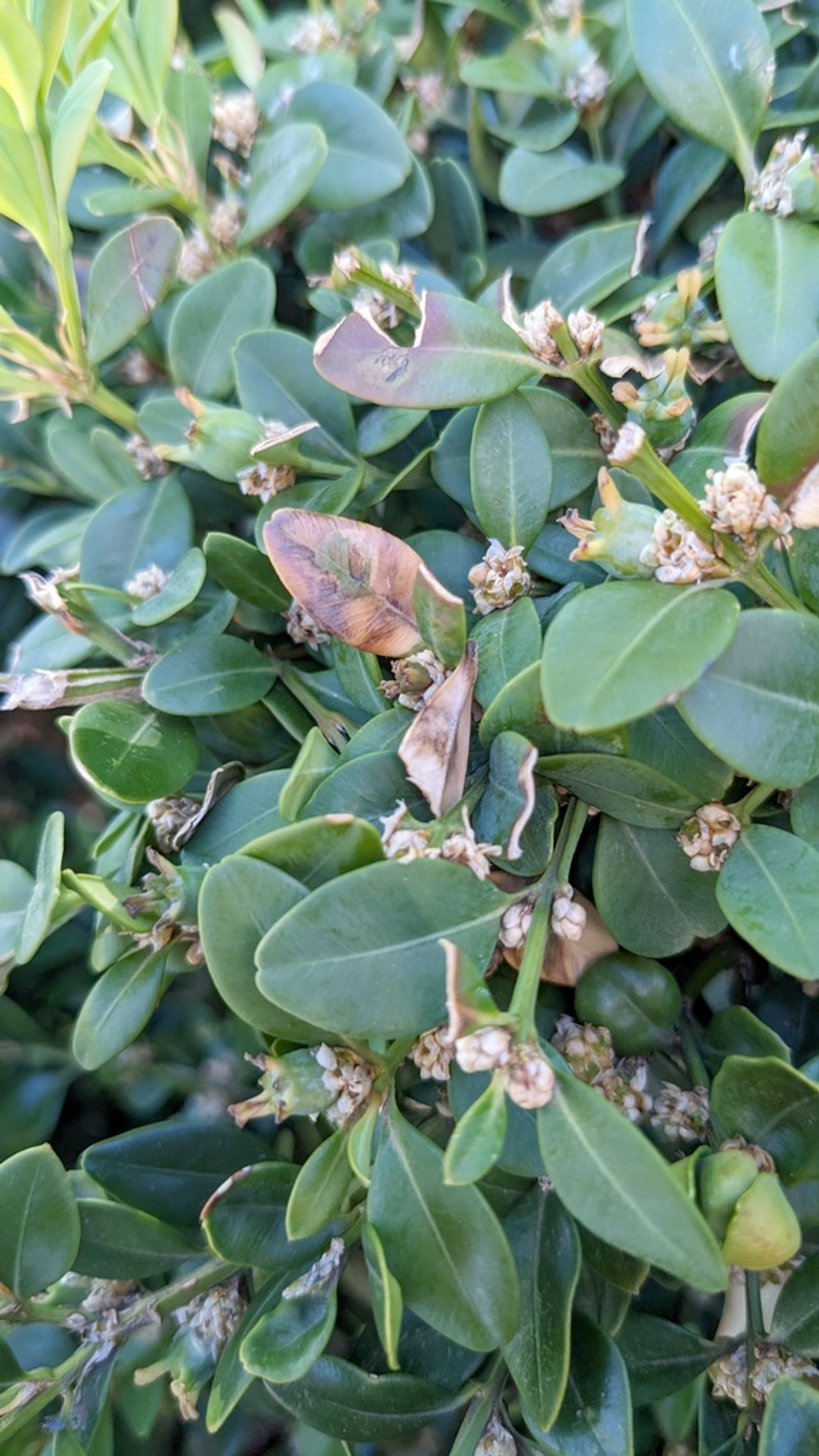 boxwood blight (calonectria pseudonaviculata) on boxwood plant leafs