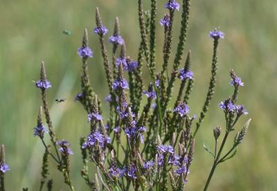 blue vervain flowers being visited by green metallic native bees