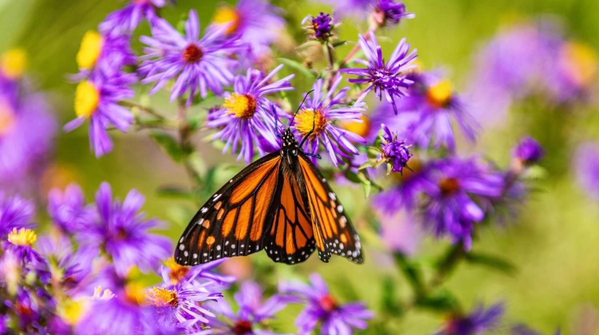 a butterfly pollinating flowers
