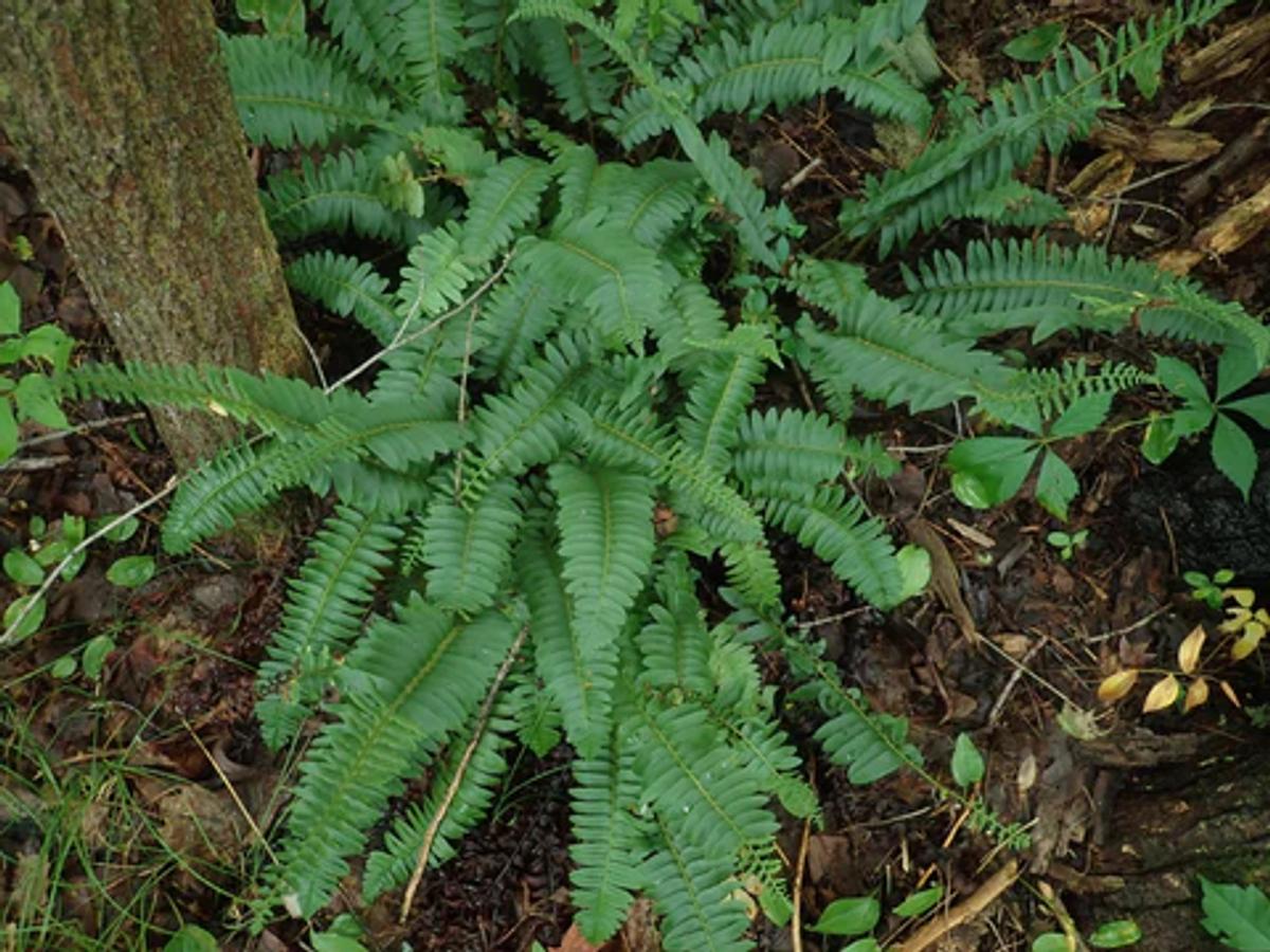 a cluster of christmas ferns