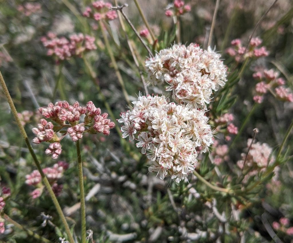 Close-up of California Buckwheat