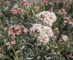 Close-up of California Buckwheat