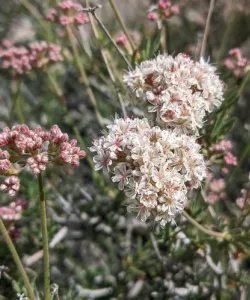 Close-up of California Buckwheat