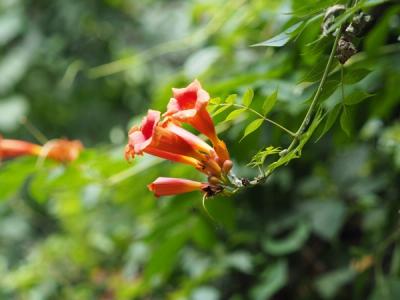 Close-up of American Trumpet Vine