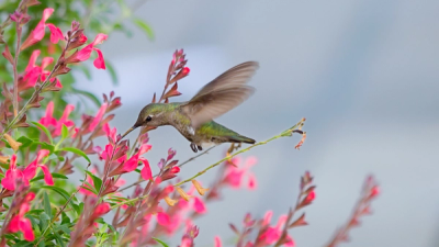 Hummingbird