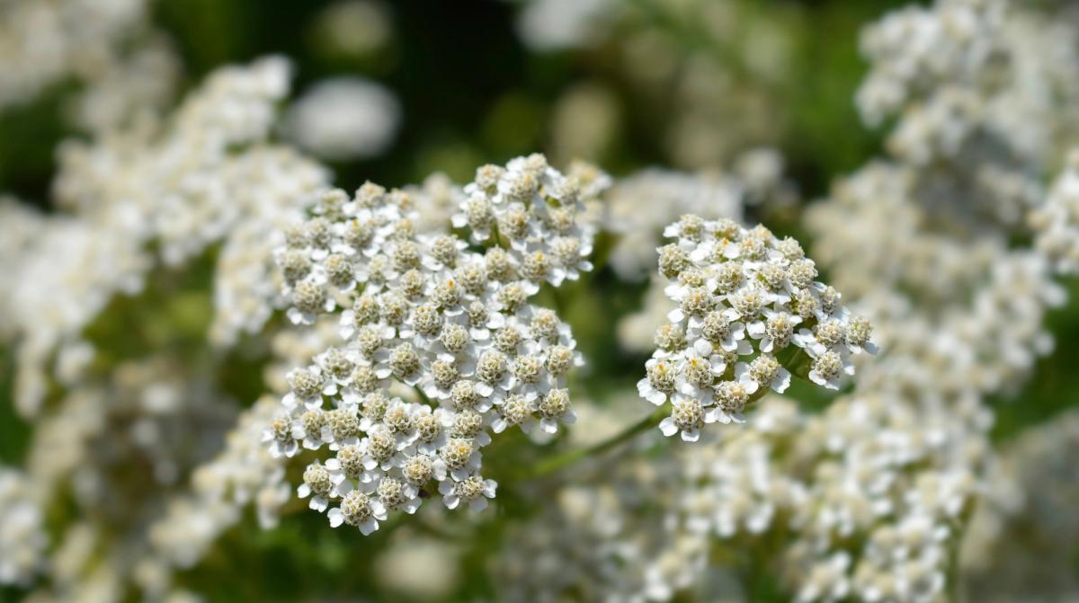 common yarrow, achillea millefolium, blooming