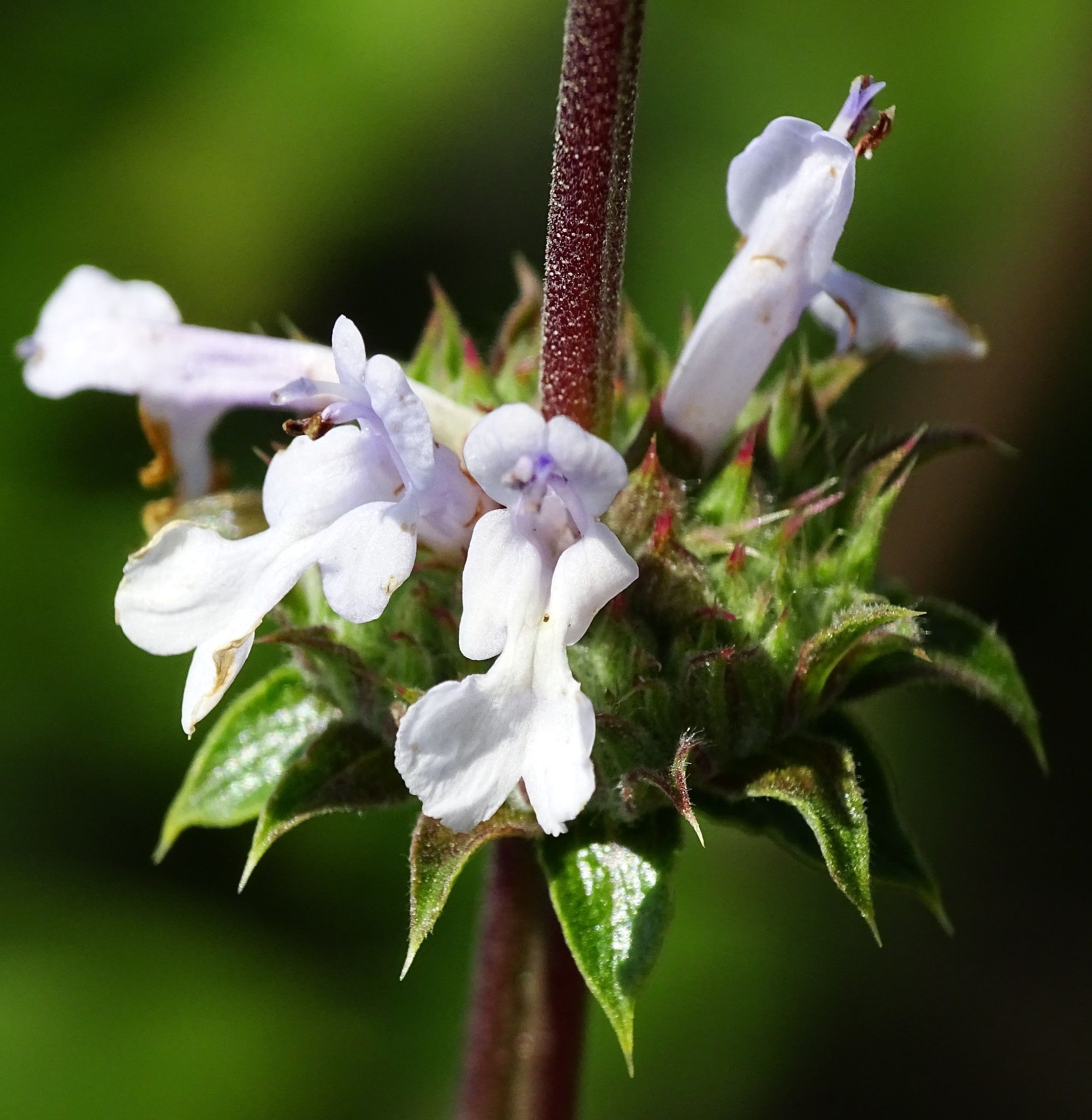 Close-up of Black Sage