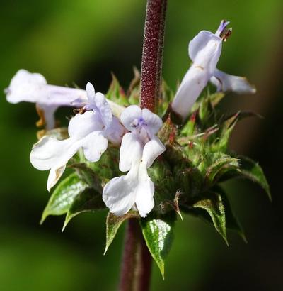 Close-up of Black Sage