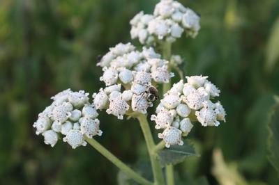 Close-up of Wild Quinine