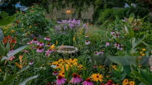 a heavily and vibrantly planted pollinator garden with bird bath