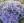 Close-up of Emerald Blue Creeping Phlox