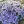 Close-up of Emerald Blue Creeping Phlox