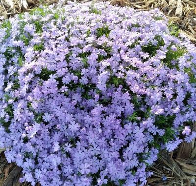 Close-up of Emerald Blue Creeping Phlox