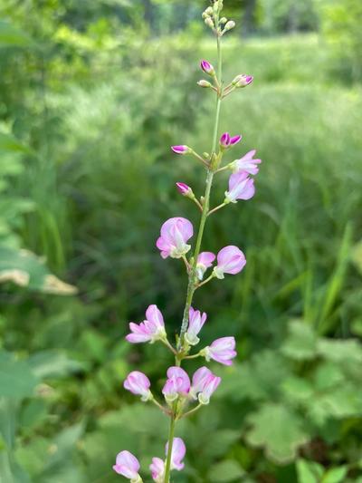 Close-up of Pointed-Leaved Tick Trefoil