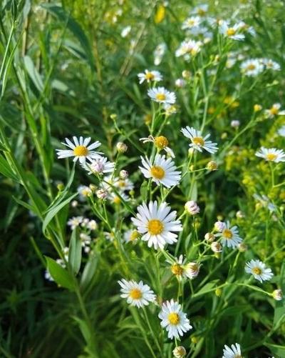 Close-up of False Aster