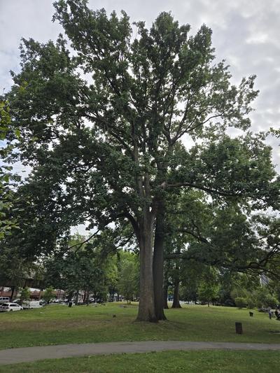 Close-up of Scarlet Oak