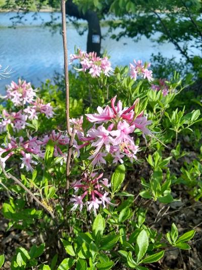 Close-up of Pink Azalea