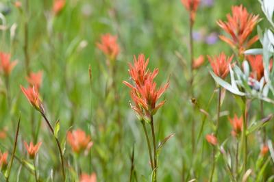 Close-up of Giant Red Indian Paintbrush