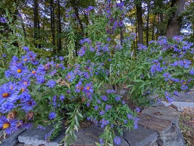 New England Aster in partial shade