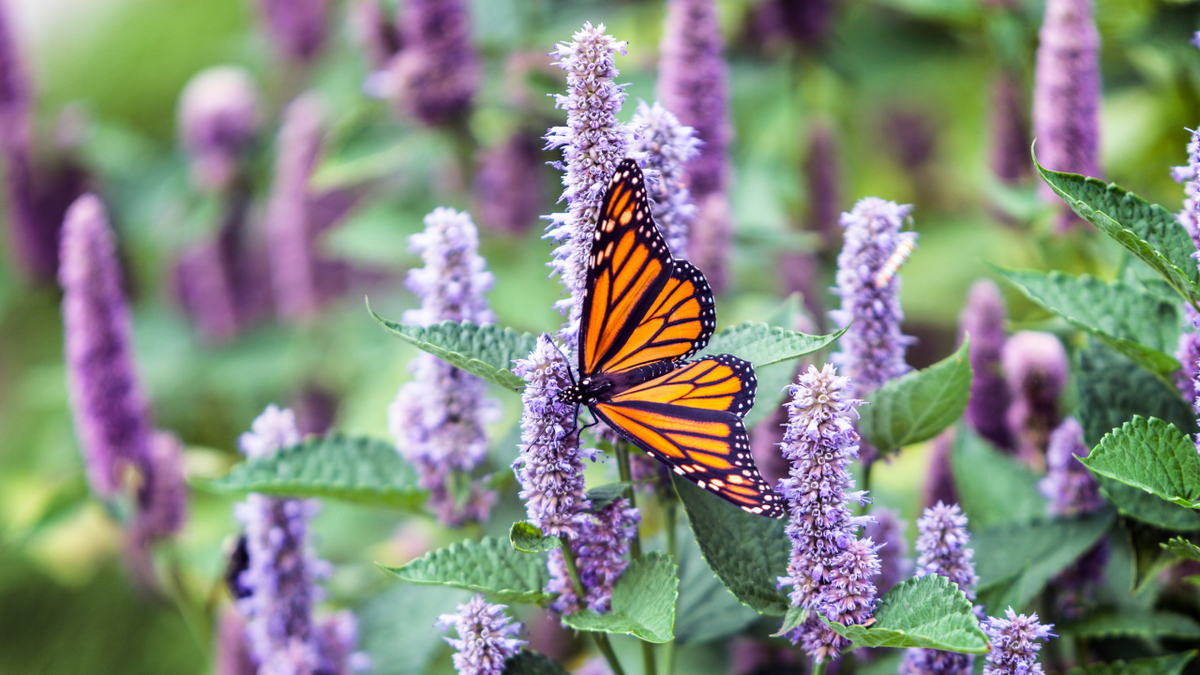 a monarch butterfly on lavender hyssop
